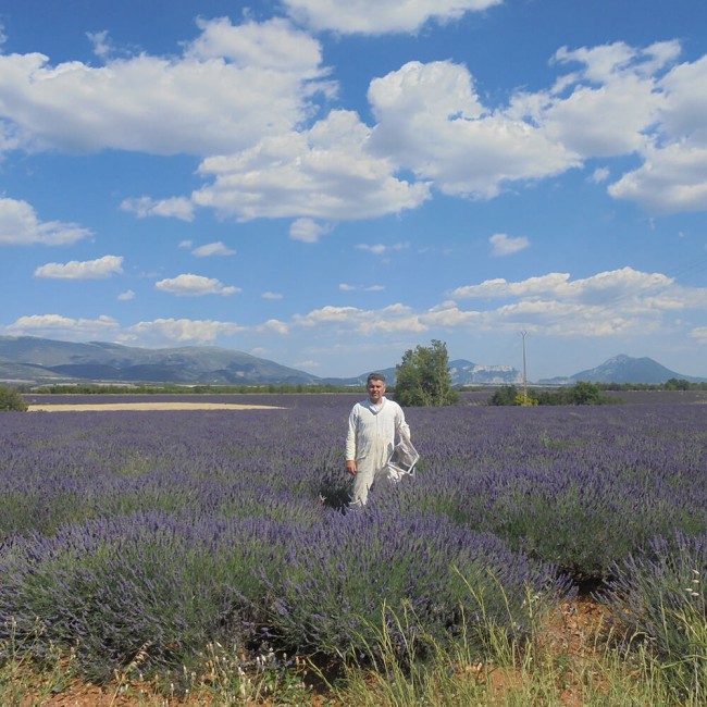 champs de lavande pour l'abeille langroth, parrainage d'une ruche mon apiculteur Yvon Torcat qui produit du miel de lavande