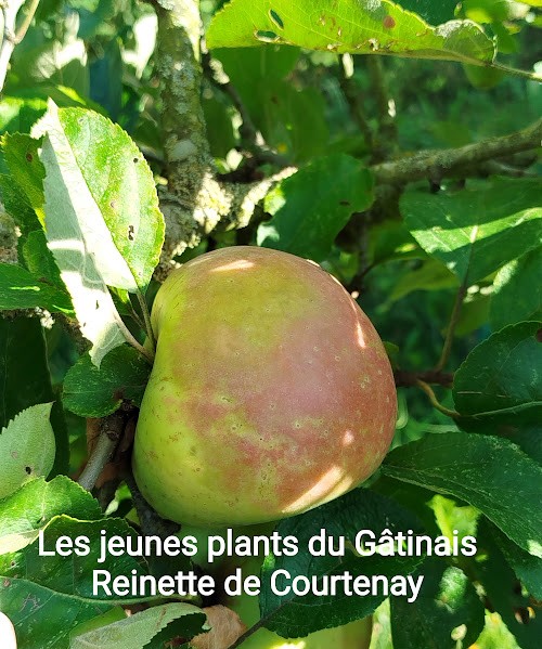 Reinette de Courtenay 1