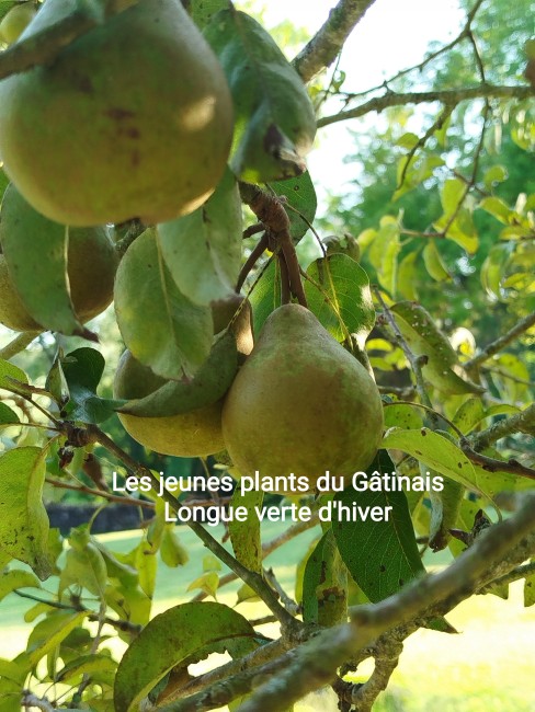 Longue verte d'hiver 1