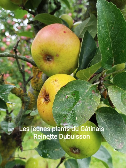 Reinette Dubuisson 2