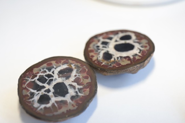 Nodule de Septaria