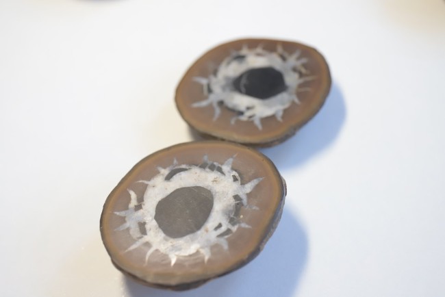 Nodule de Septaria