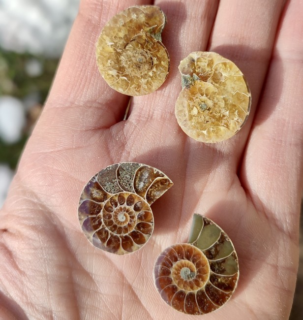 ammonite paire