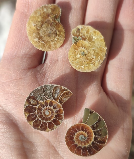 paire ammonite