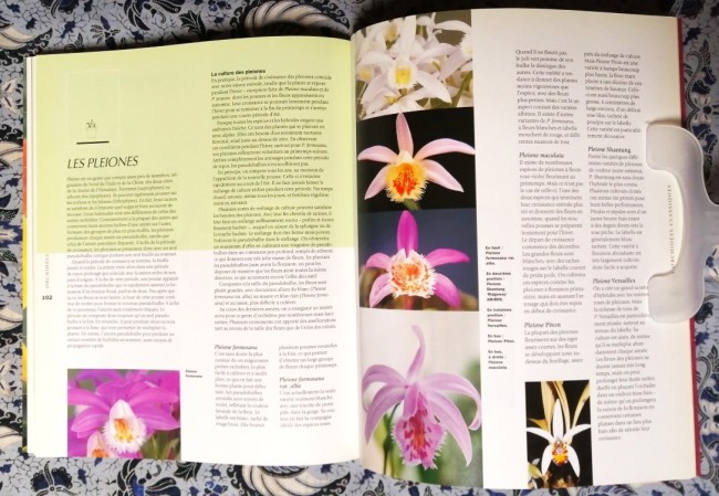 livre Orchidées plantation entretien de Brian et Sara Rittershausen