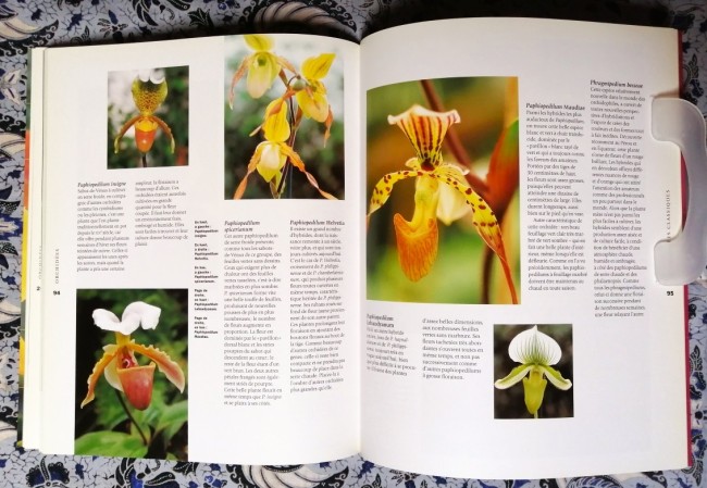 livre Orchidées plantation entretien de Brian et Sara Rittershausen