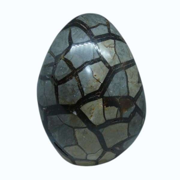 septaria1 (2) Septaria sauvage de Madagascar