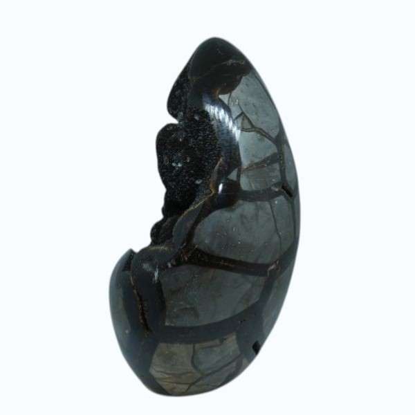 septaria2 (2) Septaria sauvage de Madagascar