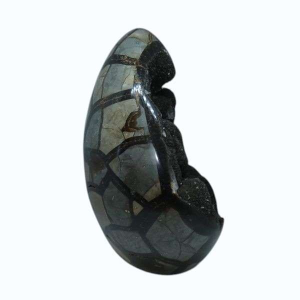 septaria (2) Septaria sauvage de Madagascar